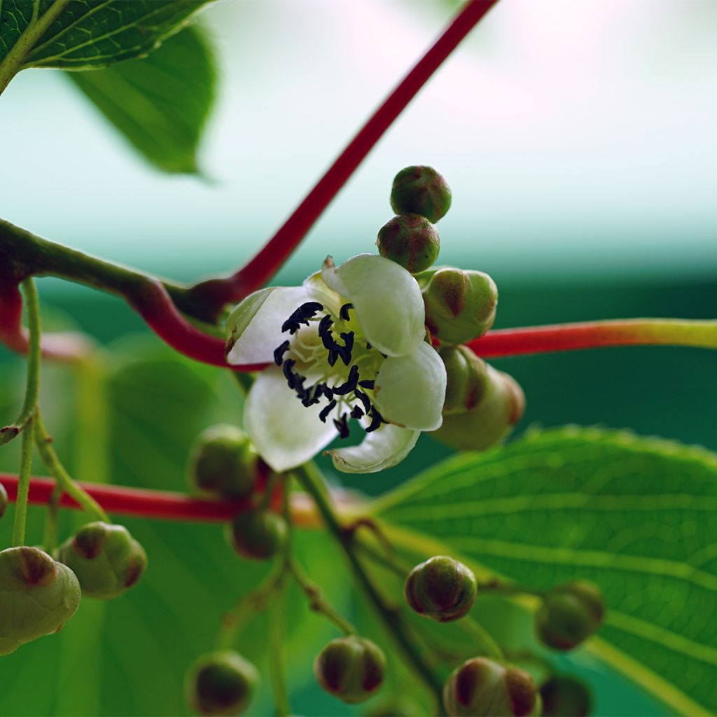Mini kiwi Prince Jumbo - Actinidia arguta