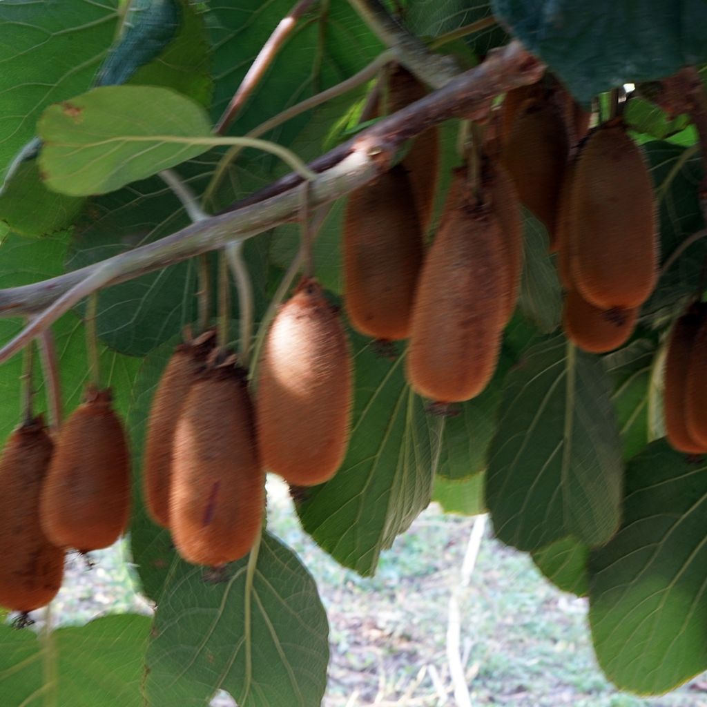 Kiwi Bruno (Hembra) - Actinidia chinensis