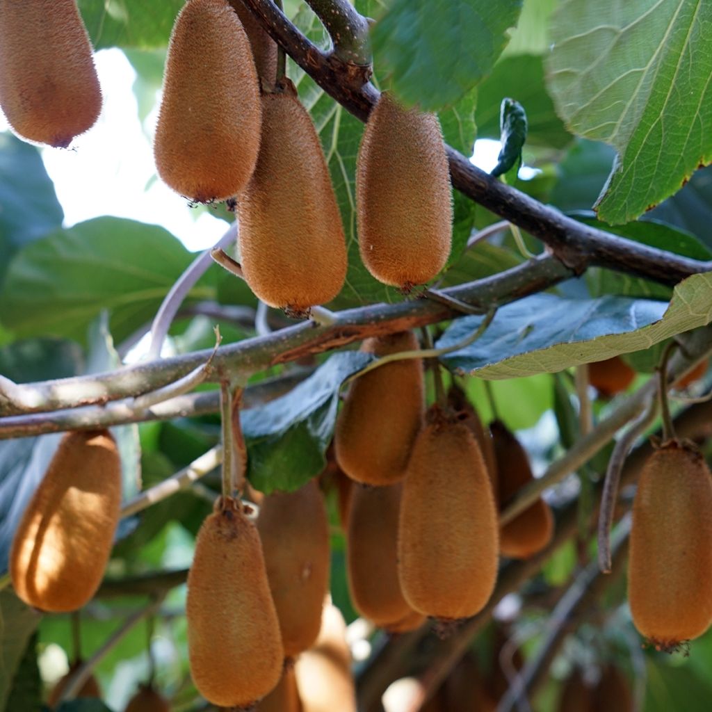Kiwi Bruno (Hembra) - Actinidia chinensis