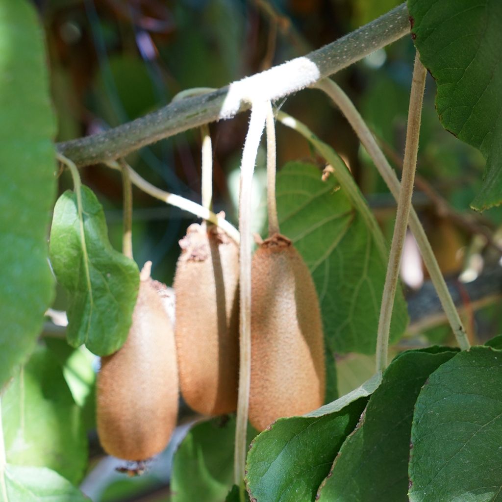 Kiwi Bruno (Hembra) - Actinidia chinensis