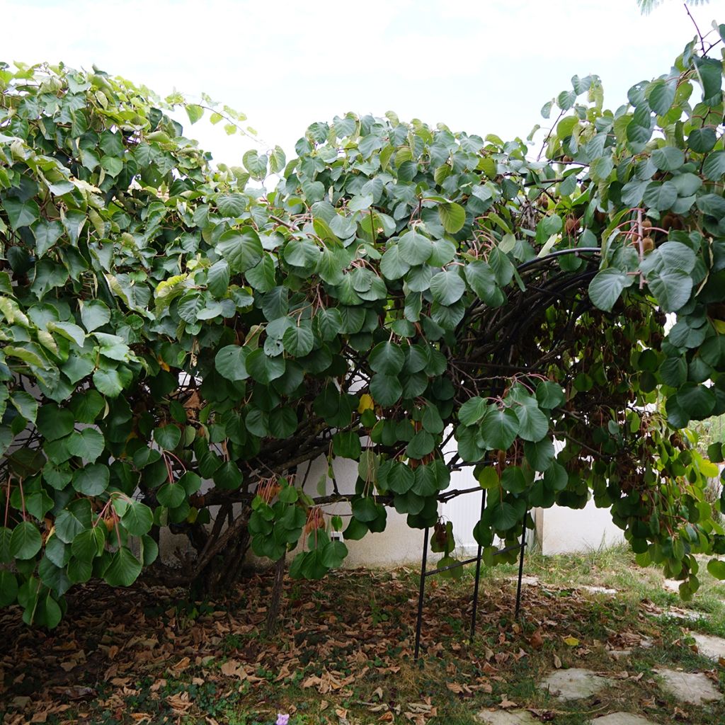 Kiwi Kiwidoo (Hembra) - Actinidia deliciosa