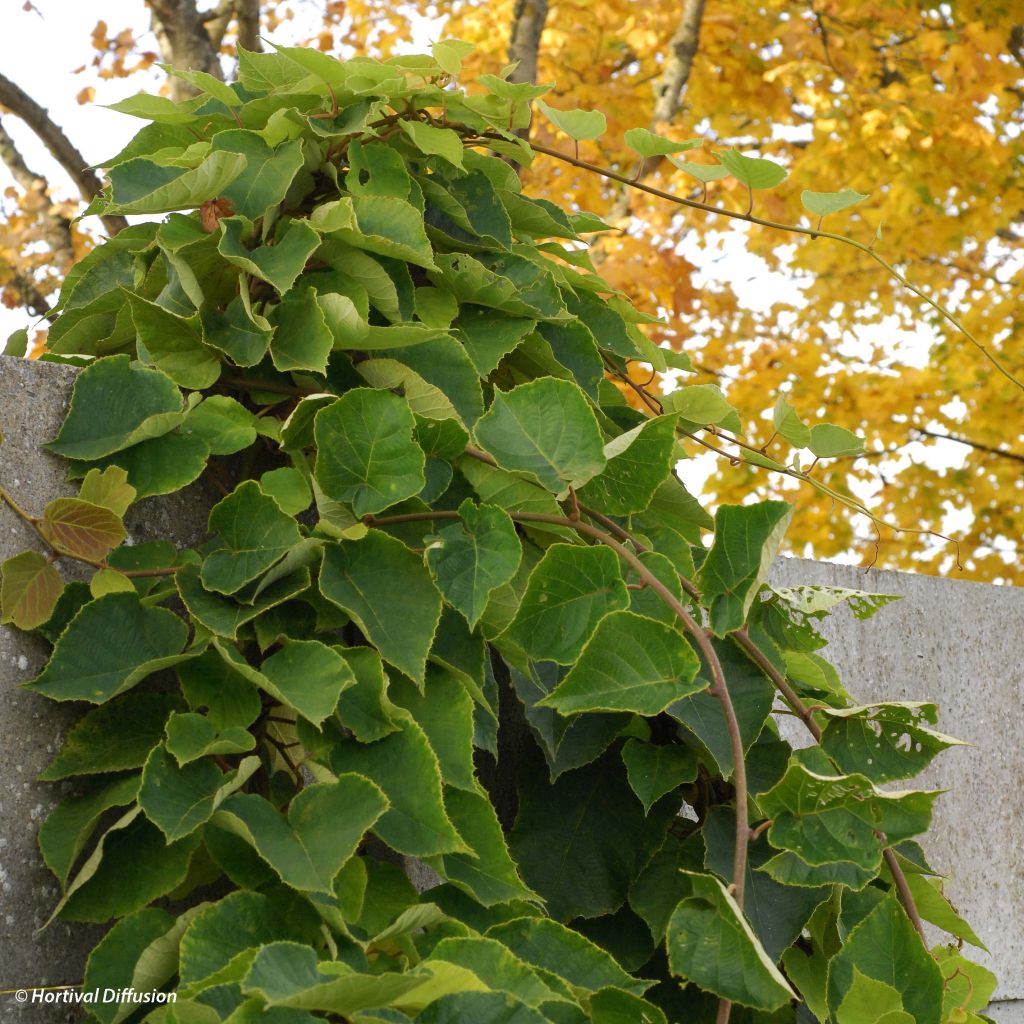 Kiwi Minkimale (Macho) - Actinidia chinensis
