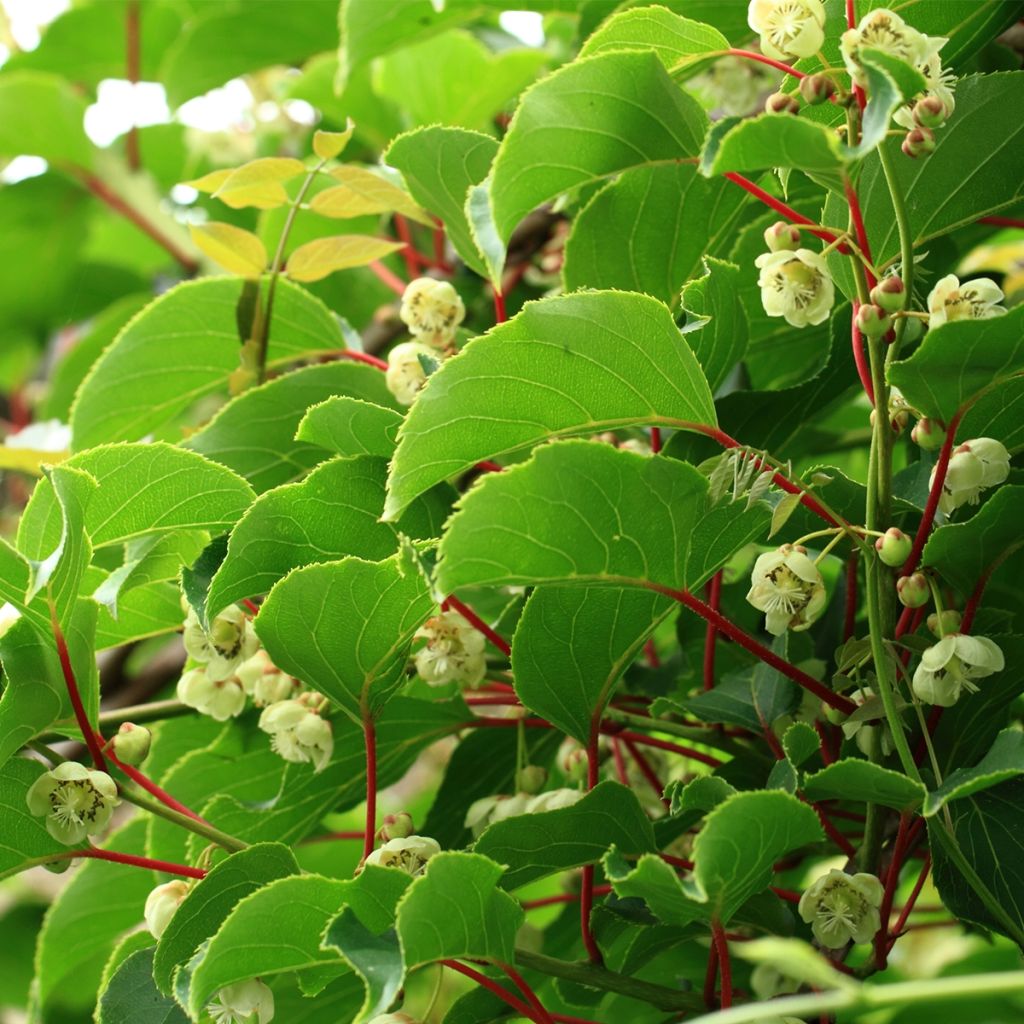 Kiwi Solo - Actinidia chinensis