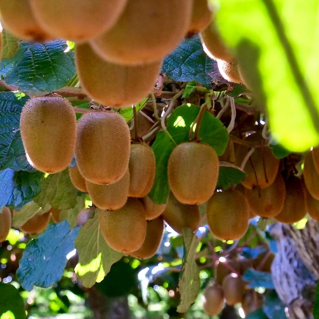 Kiwi Monty - Actinidia deliciosa
