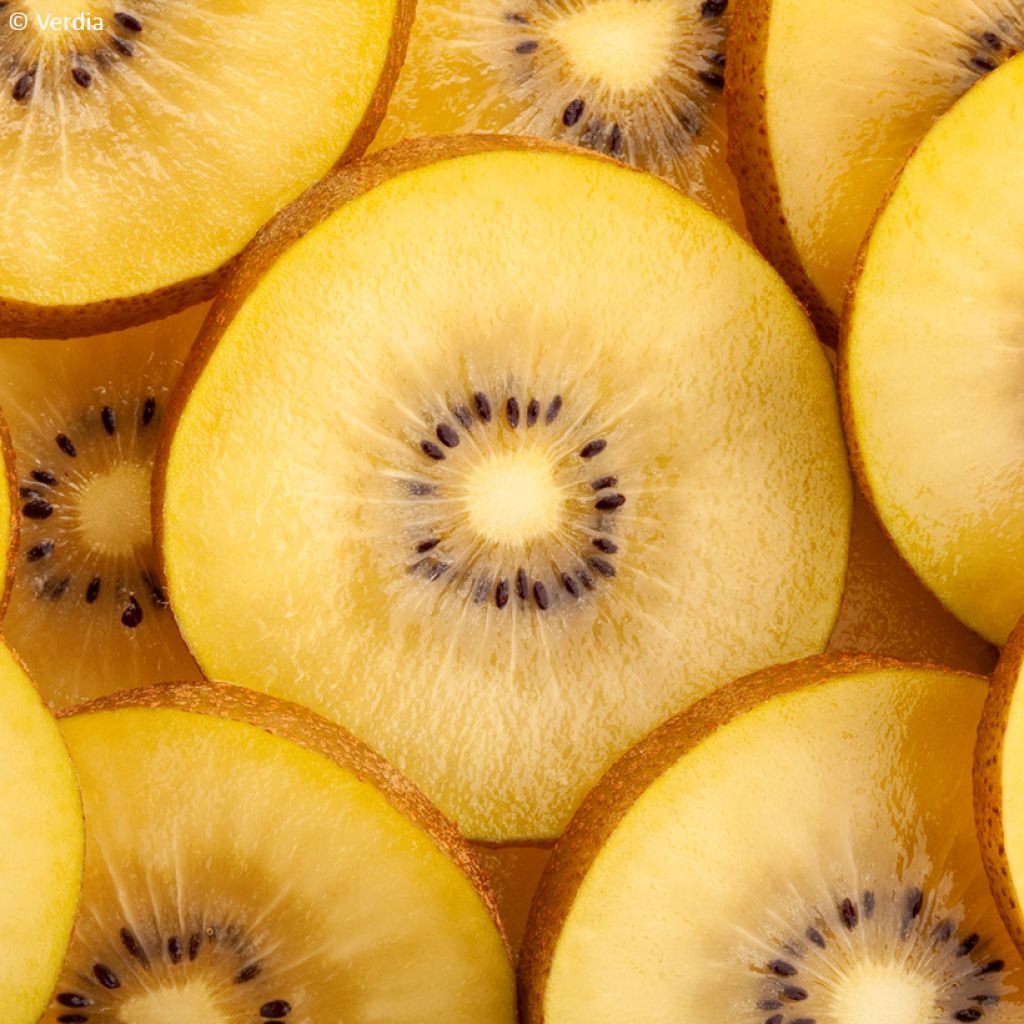 Kiwi kiw'Happy Hembra - Actinidia deliciosa