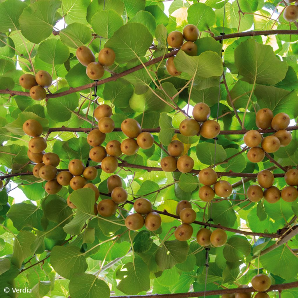 Kiwi kiw'Happy Hembra - Actinidia deliciosa