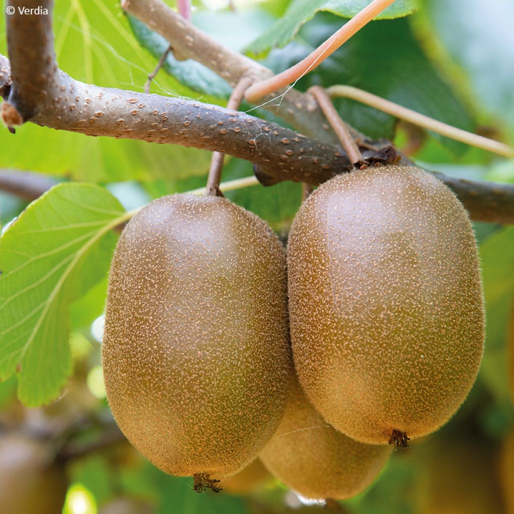 Kiwi kiw'Happy Hembra - Actinidia deliciosa