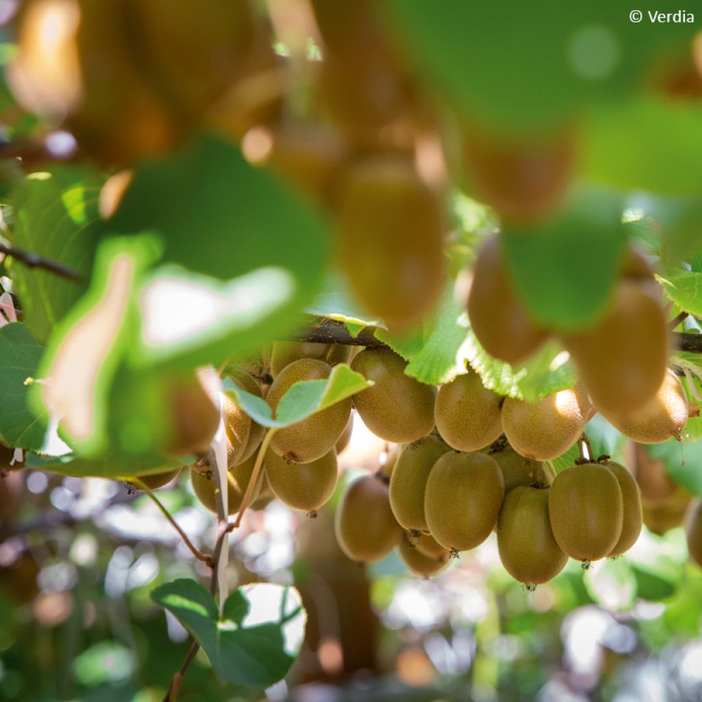 Kiwi kiw'Happy Hembra - Actinidia deliciosa