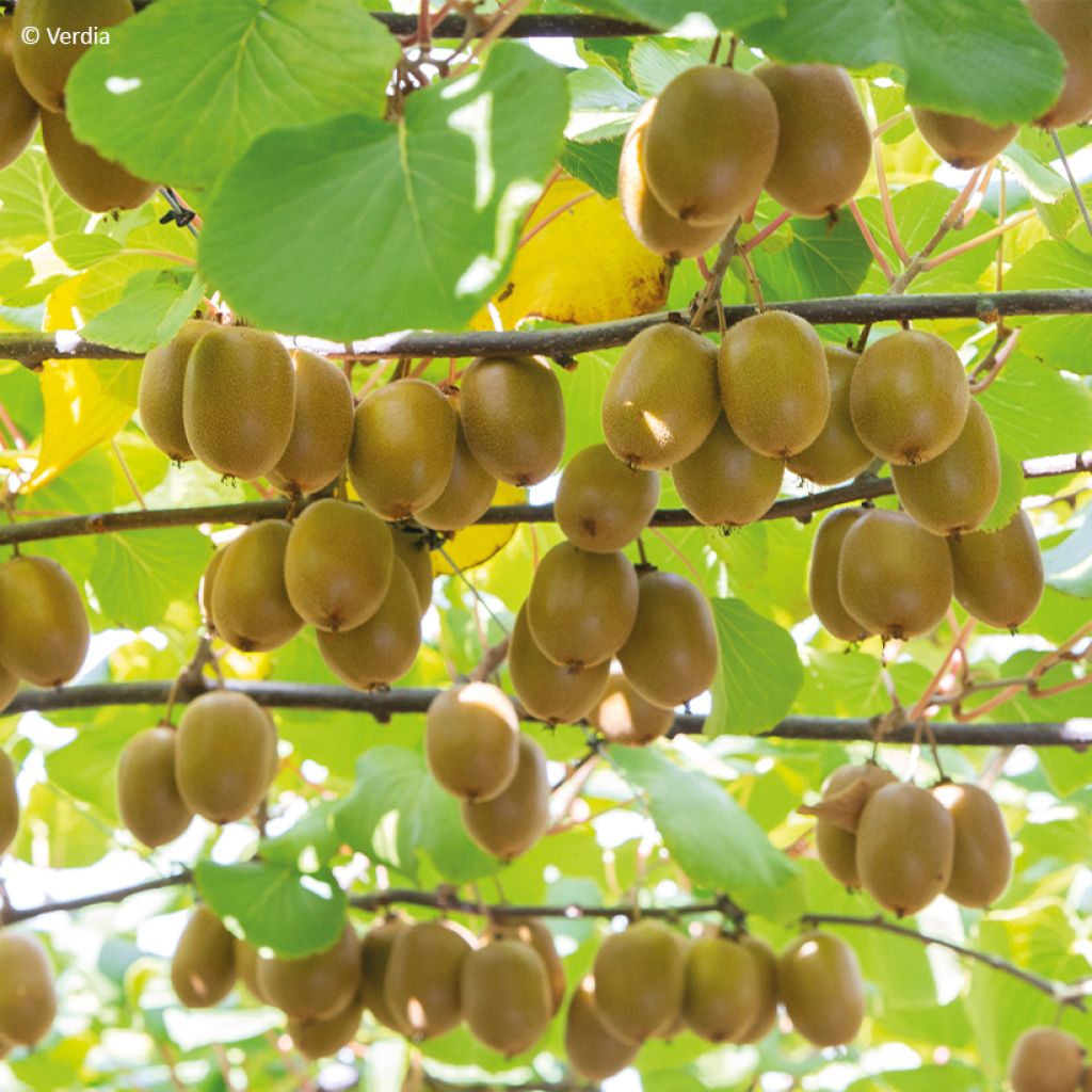 Kiwi kiw'Happy Hembra - Actinidia deliciosa