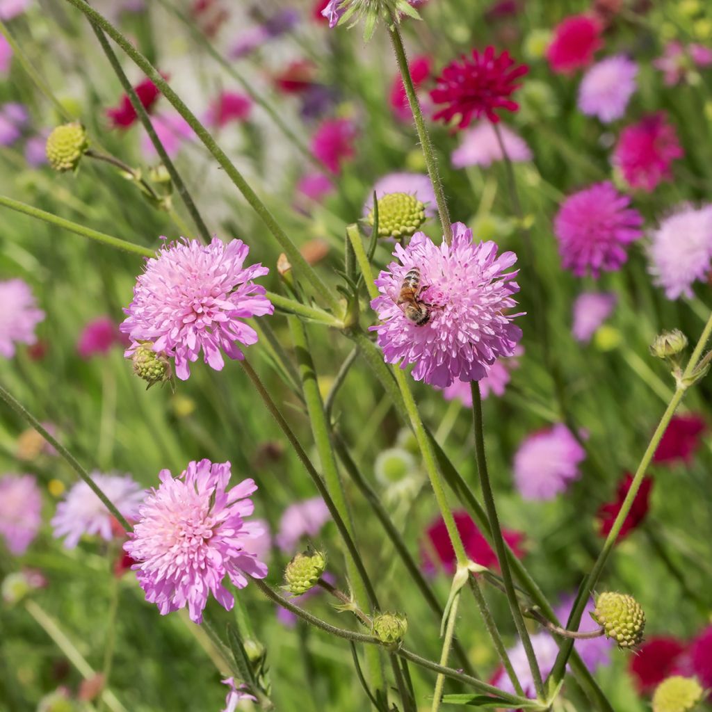 Knautia macedonica Melton Pastels - Petite Scabieuse de Macédoine Graines de Knautia macedonica Melton Pastels - Petite Scabieuse de Macédoine ¿Deseas compartir tus fotos? Ocultar imágenes compartidas Knautia macedonica Melton Pastels - Escabiosa macedoni