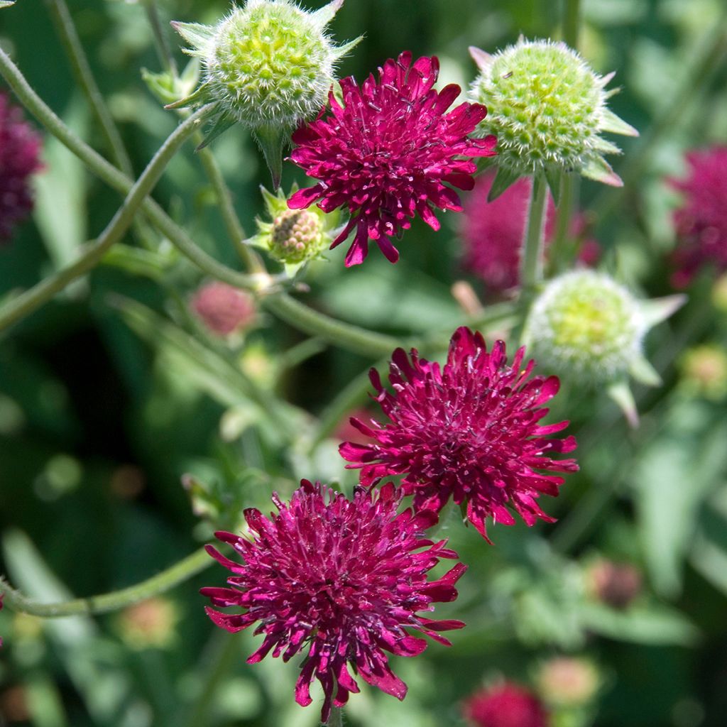 Knautia macedonica - Escabiosa macedonia