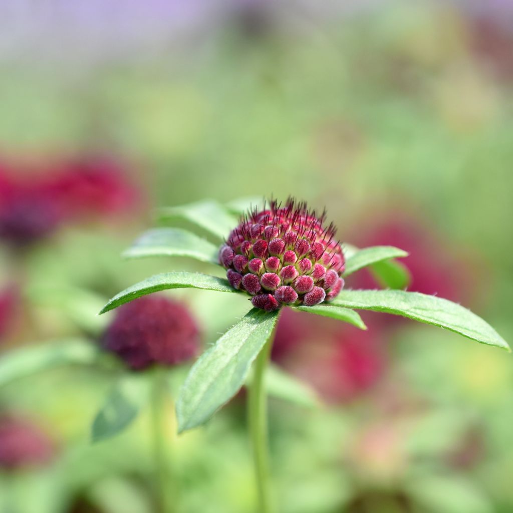 Knautia macedonica - Escabiosa macedonia