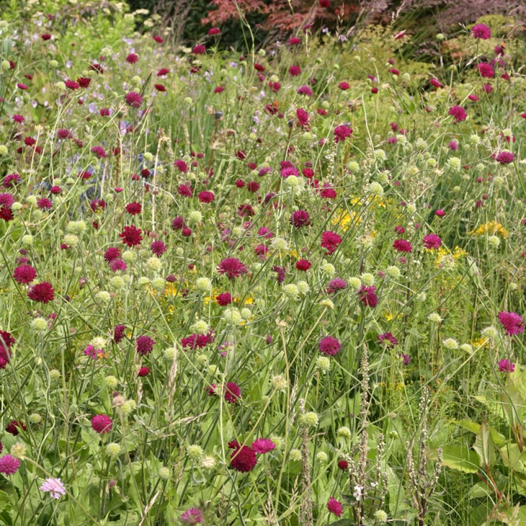 Knautia macedonica - Escabiosa macedonia