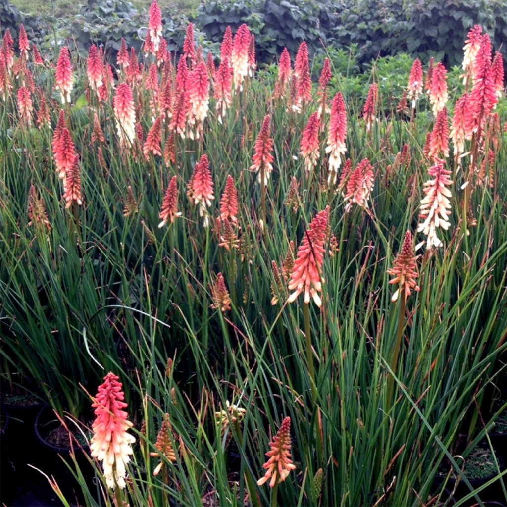 Kniphofia uvaria Orange Vanilla Popsicle