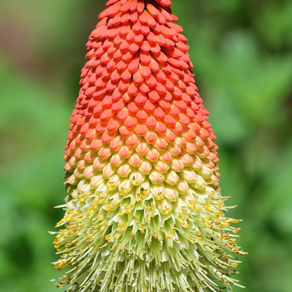Kniphofia northiae - Lirio antorcha