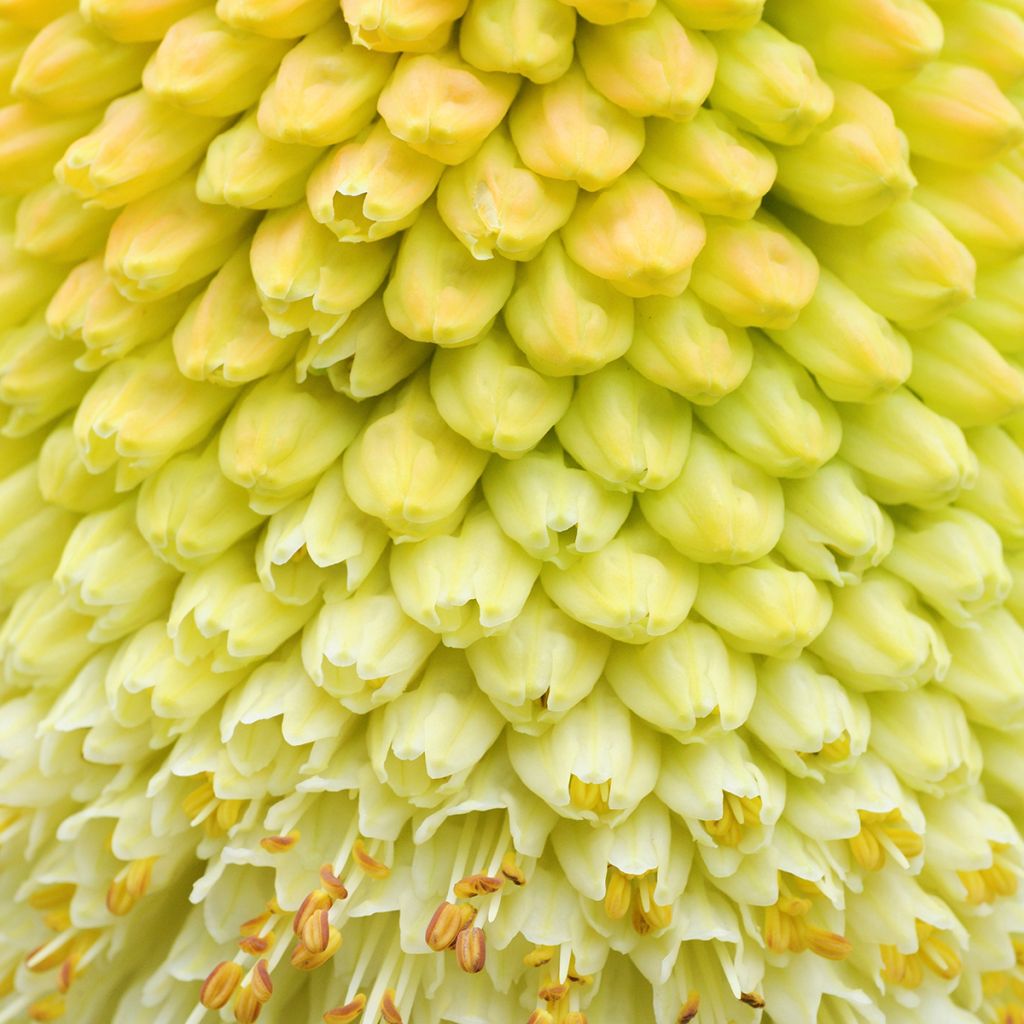 Kniphofia northiae - Lirio antorcha