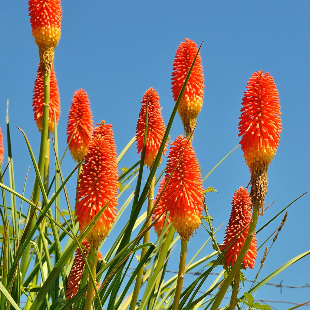 Kniphofia northiae - Lirio antorcha