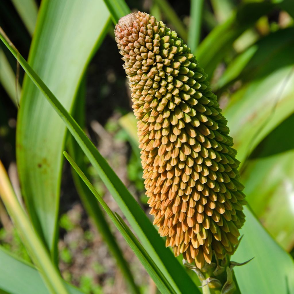 Kniphofia northiae - Lirio antorcha