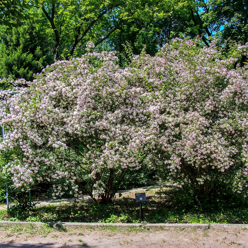 Kolkwitzia amabilis - Arbusto de la belleza