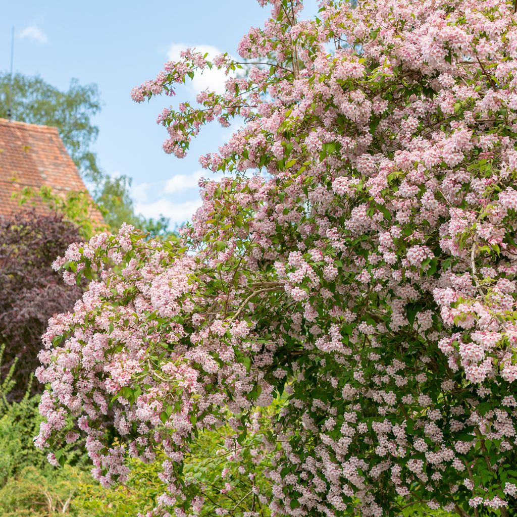 Kolkwitzia amabilis - Arbusto de la belleza