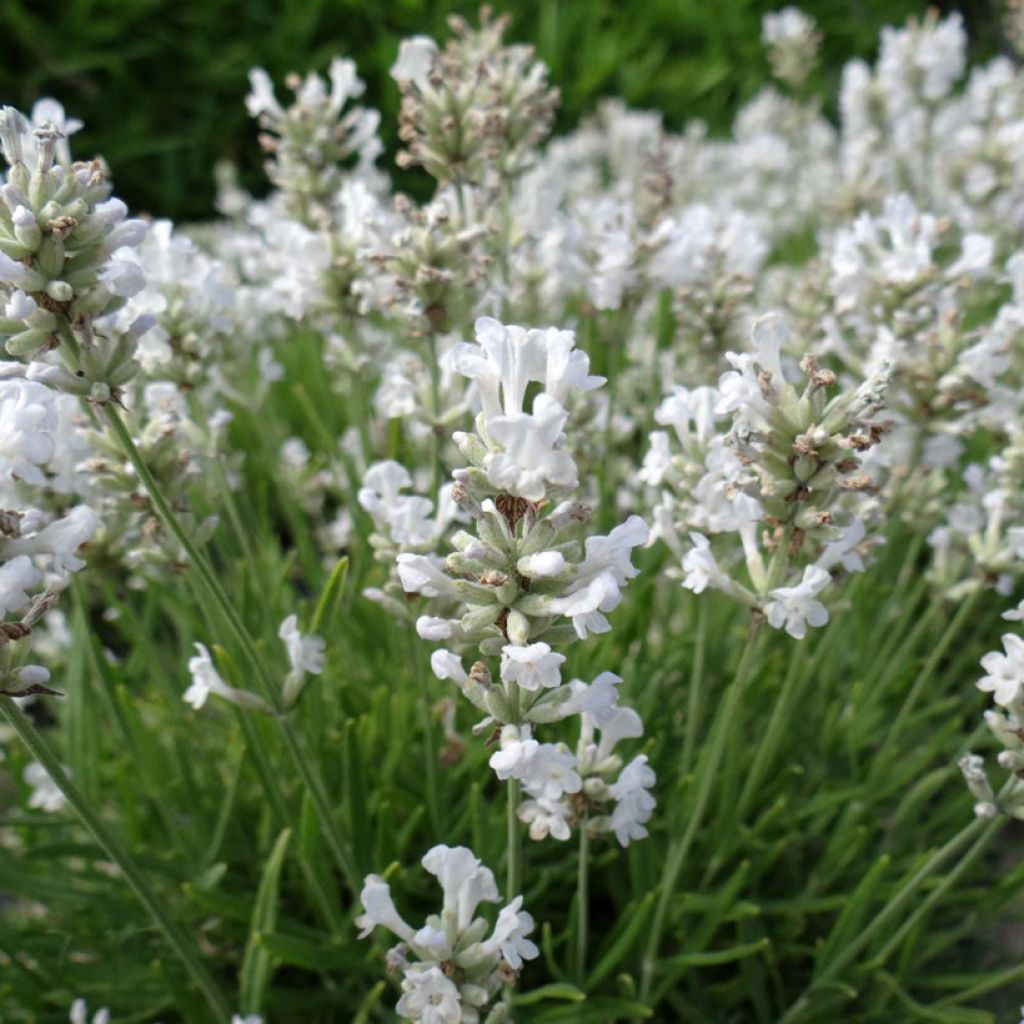 Lavandula angustifolia Nana Alba