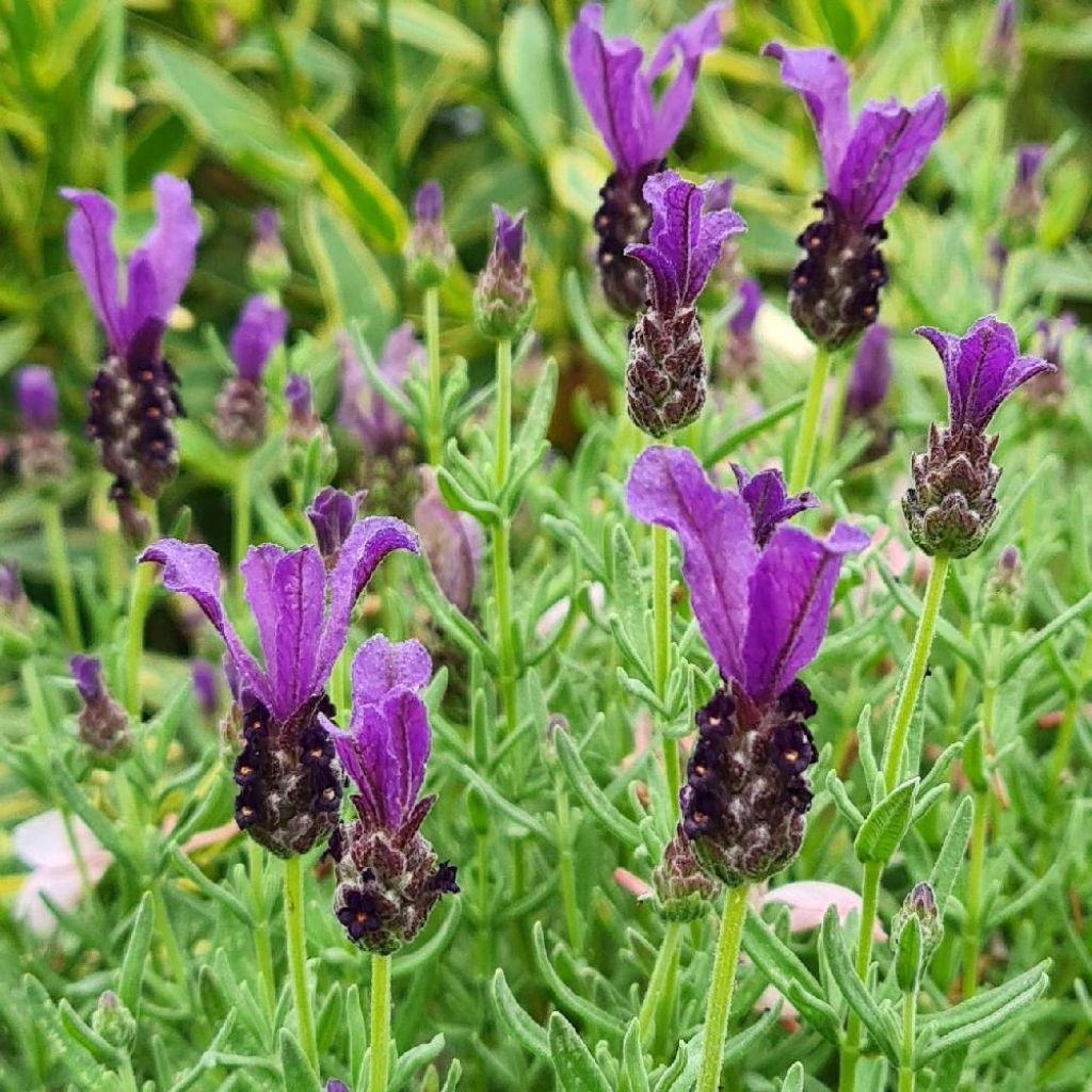 Lavanda stoechas Magical Posy Purple - Cantueso