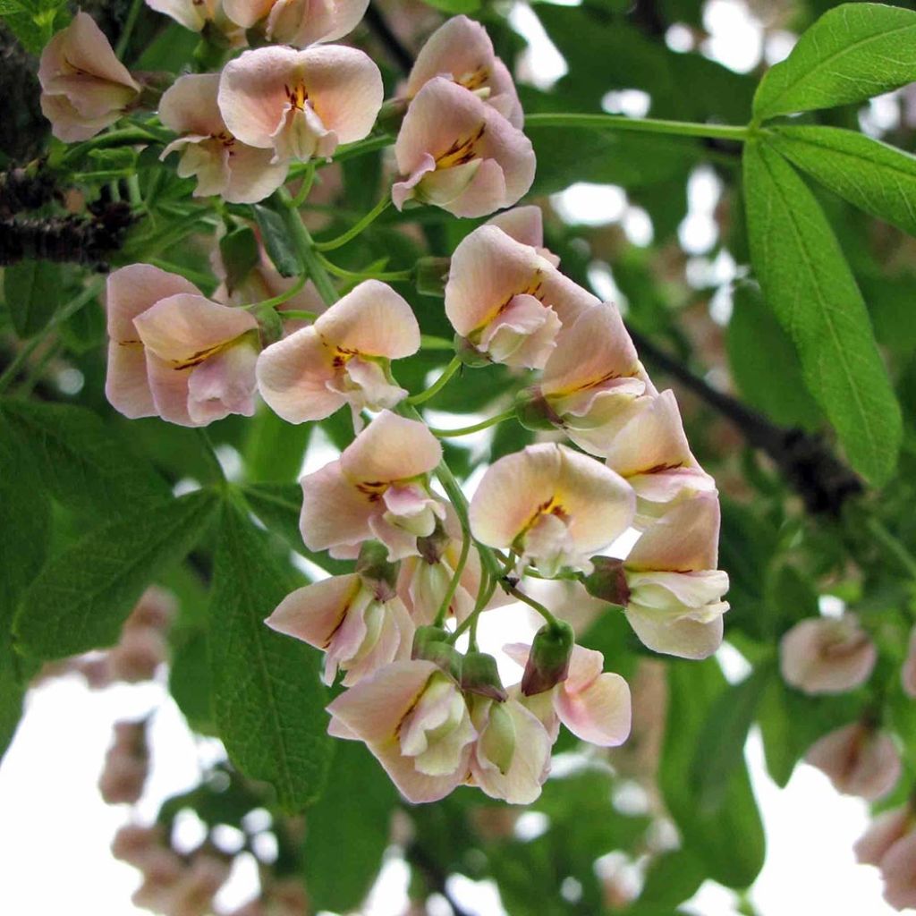 Laburnocytisus adamii
