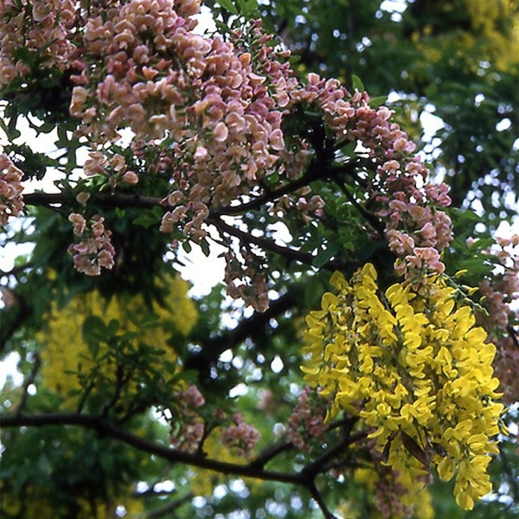 Laburnocytisus adamii