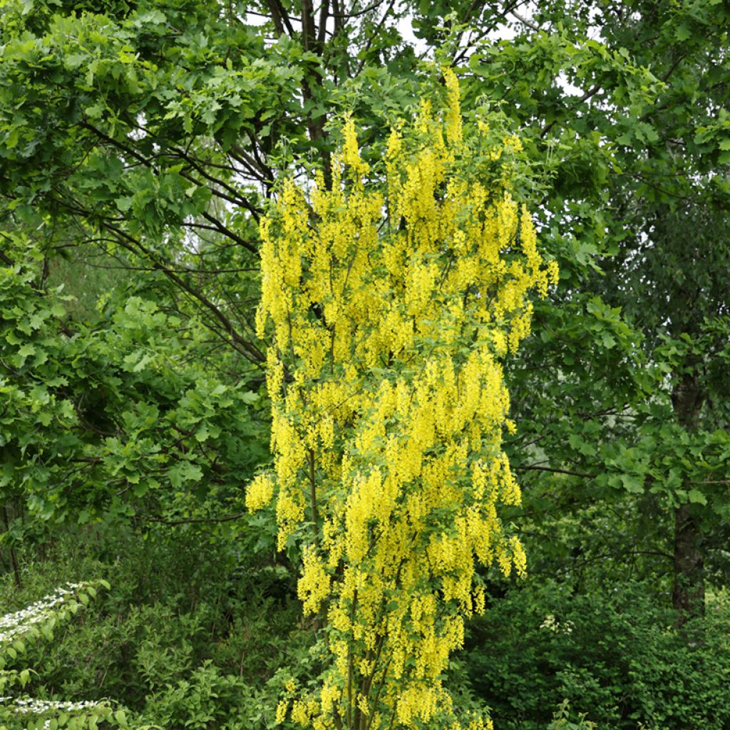 Laburnum anagyroides Yellow Rocket®