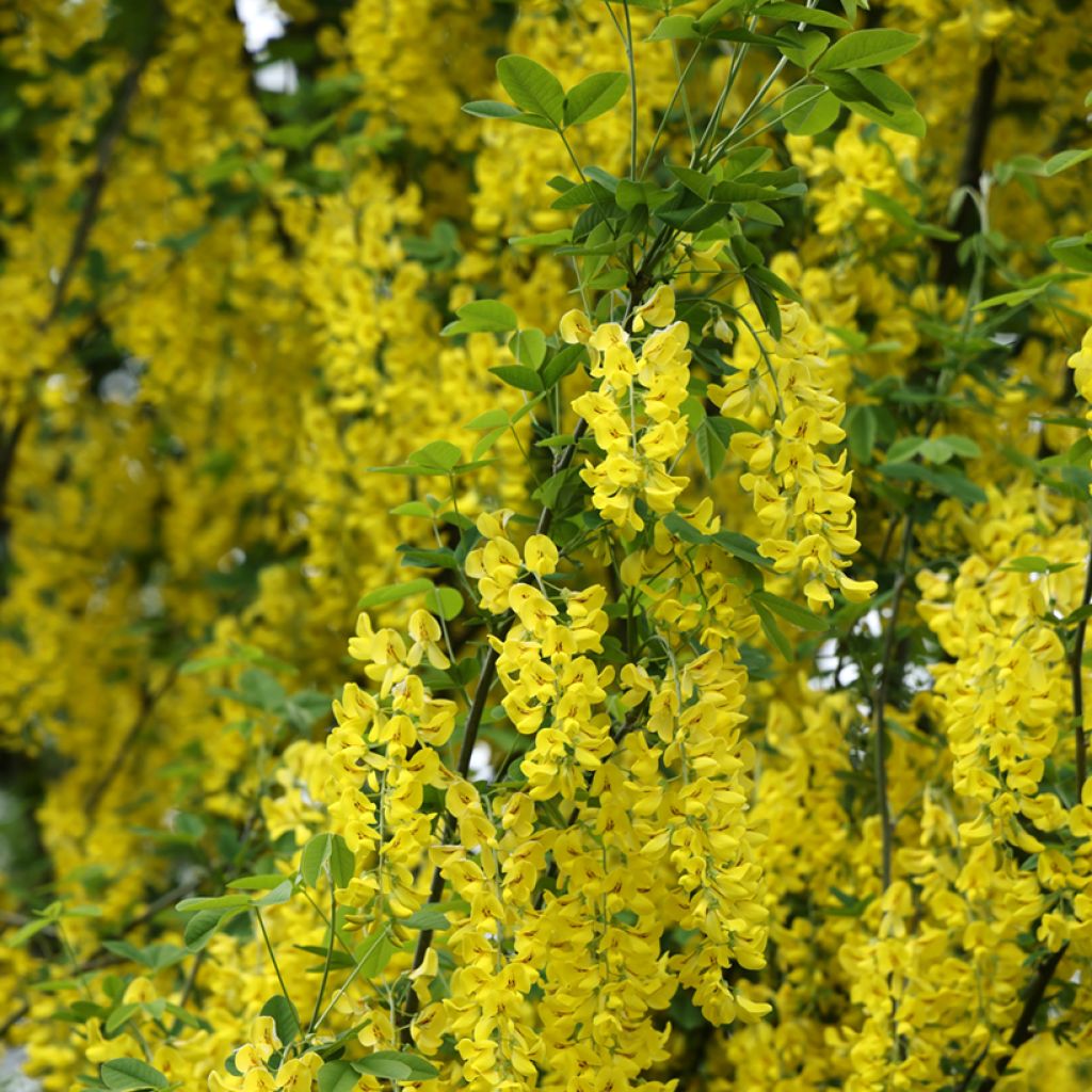 Laburnum anagyroides Yellow Rocket®
