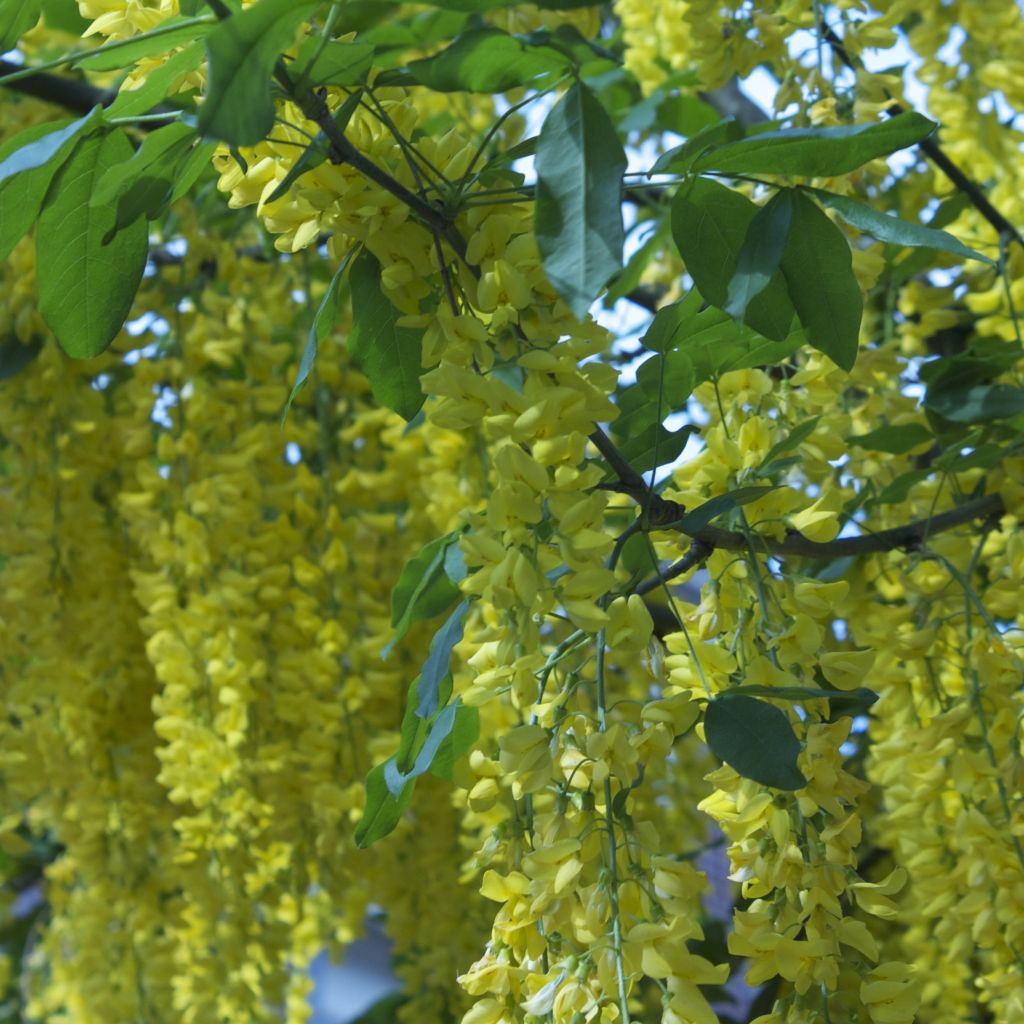 Laburnum watereri Vossii