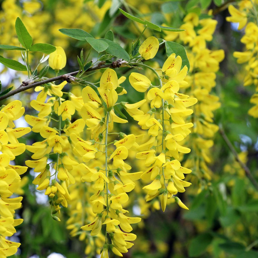 Laburnum anagyroides (semillas) - Laburno