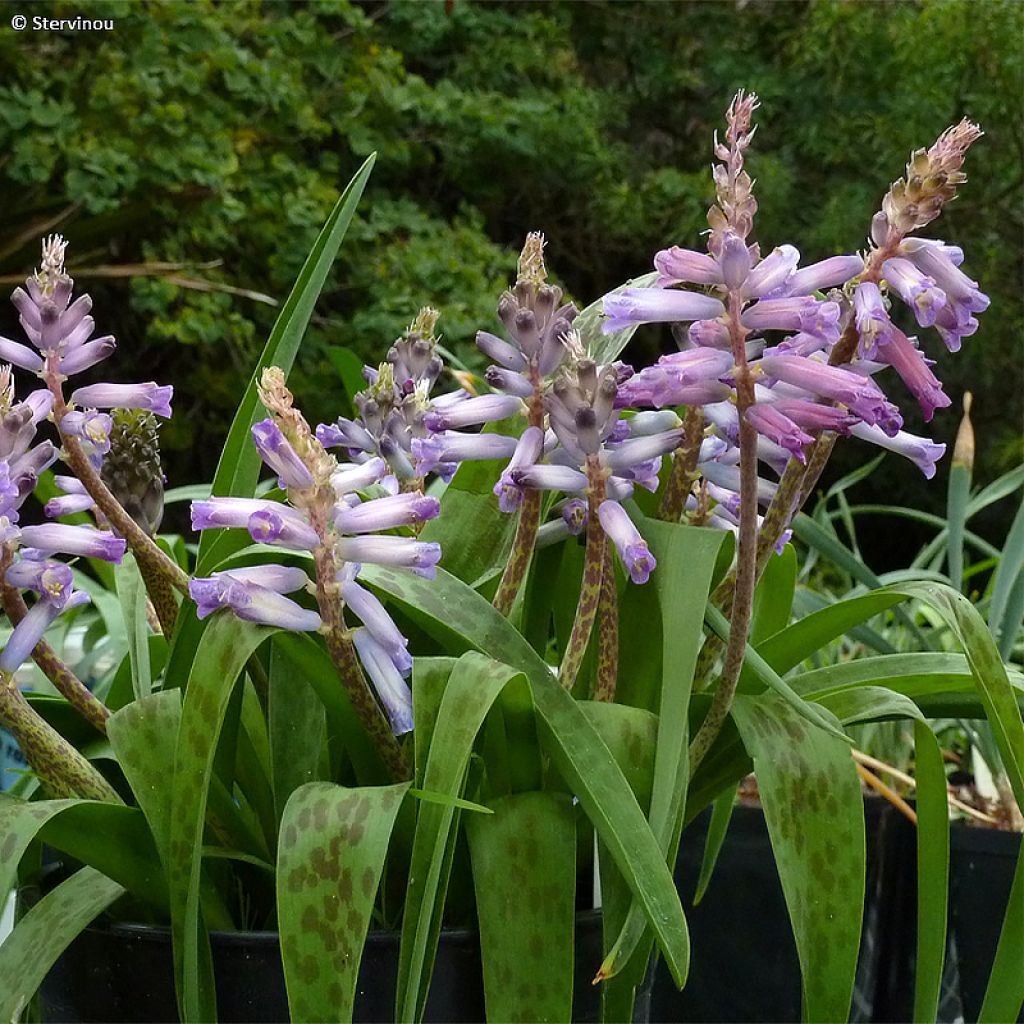 Lachenalia African Beauty Rupert