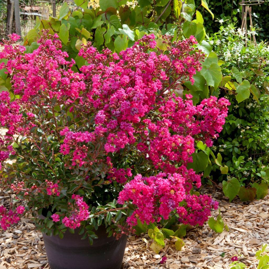 Árbol de Júpiter Cherry - Lagerstroemia indica