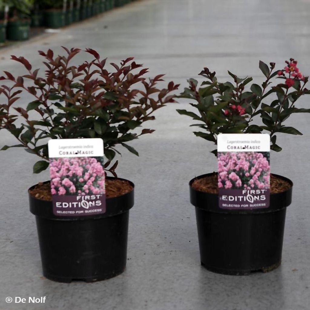 Árbol de Júpiter Coral Magic - Lagerstroemia indica