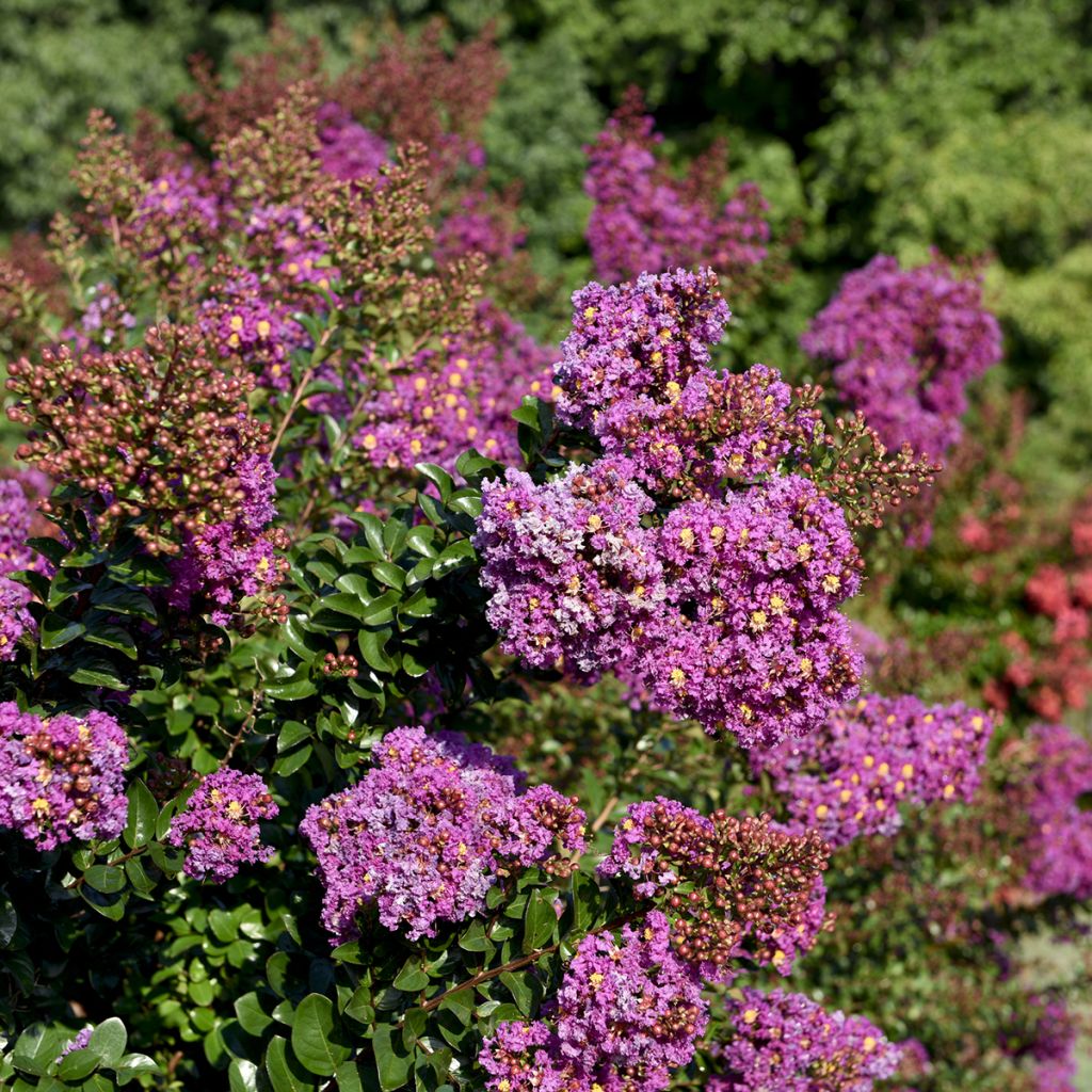 Árbol de Júpiter Purple Magic - Lagerstroemia indica