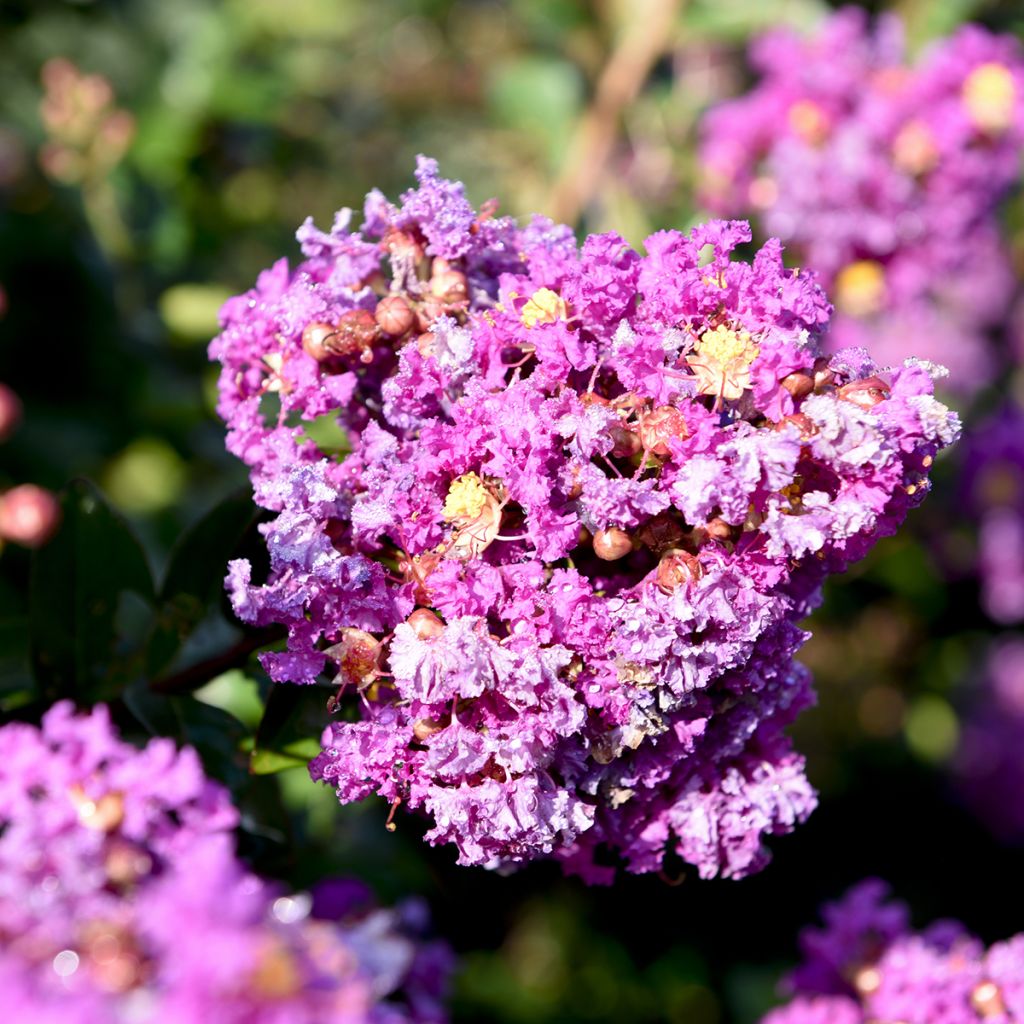 Árbol de Júpiter Purple Magic - Lagerstroemia indica