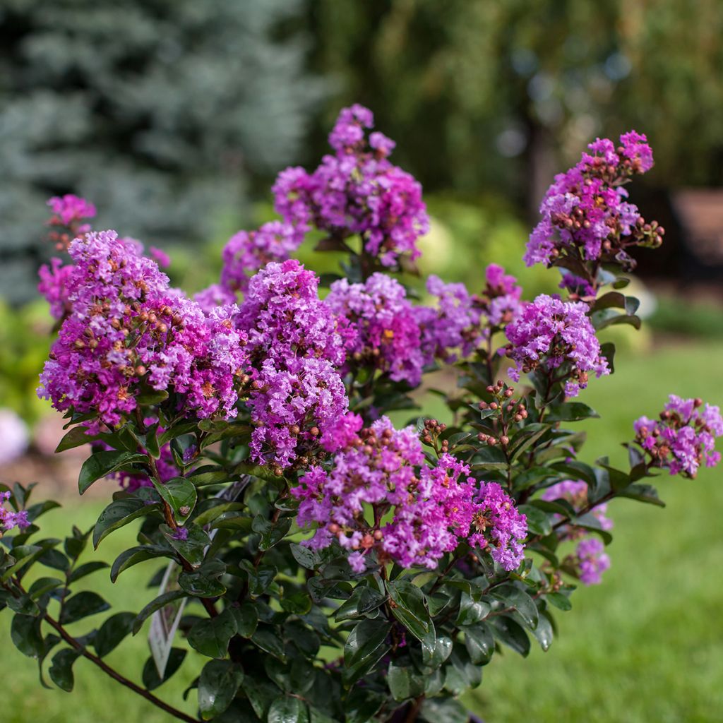 Árbol de Júpiter Purple Magic - Lagerstroemia indica