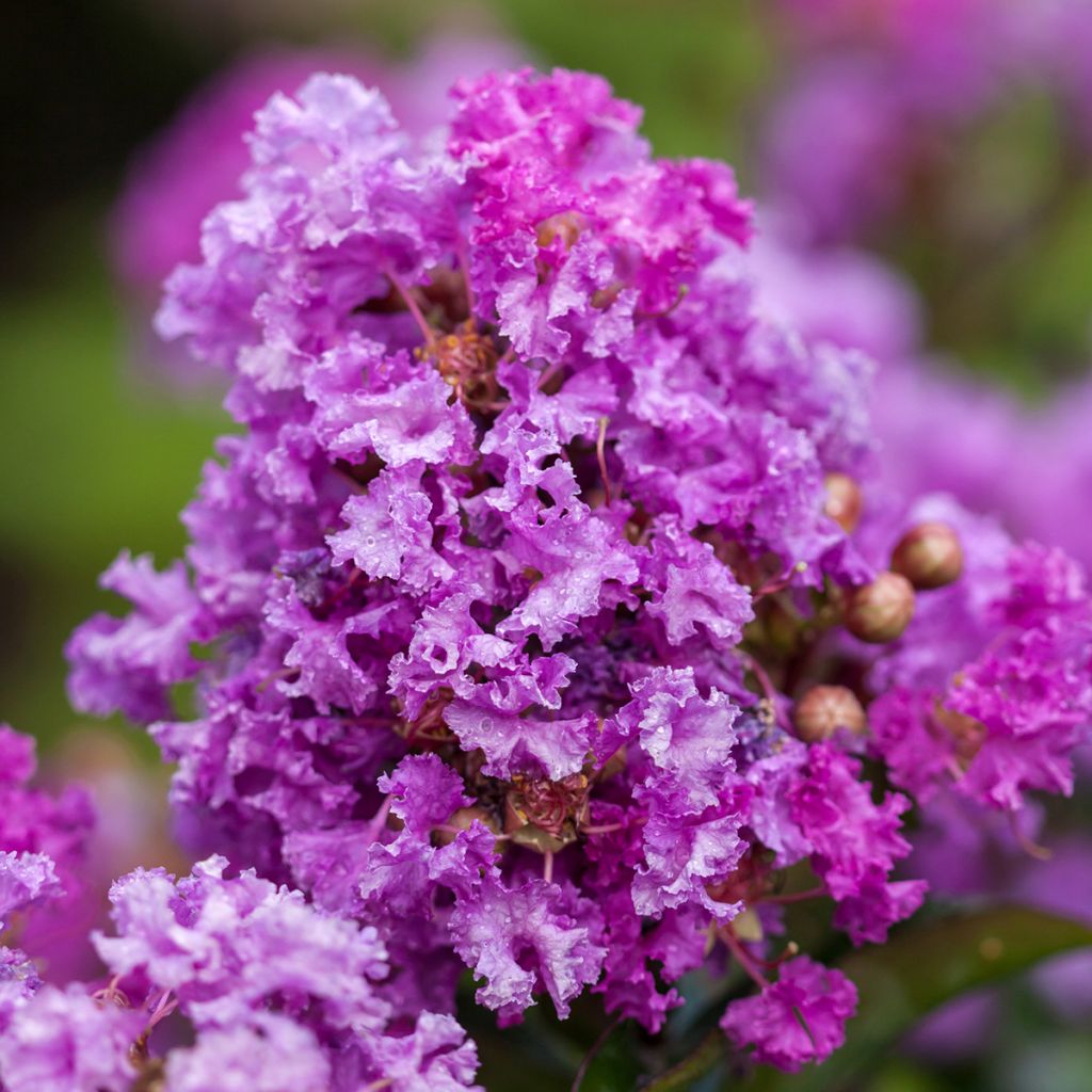 Árbol de Júpiter Purple Magic - Lagerstroemia indica