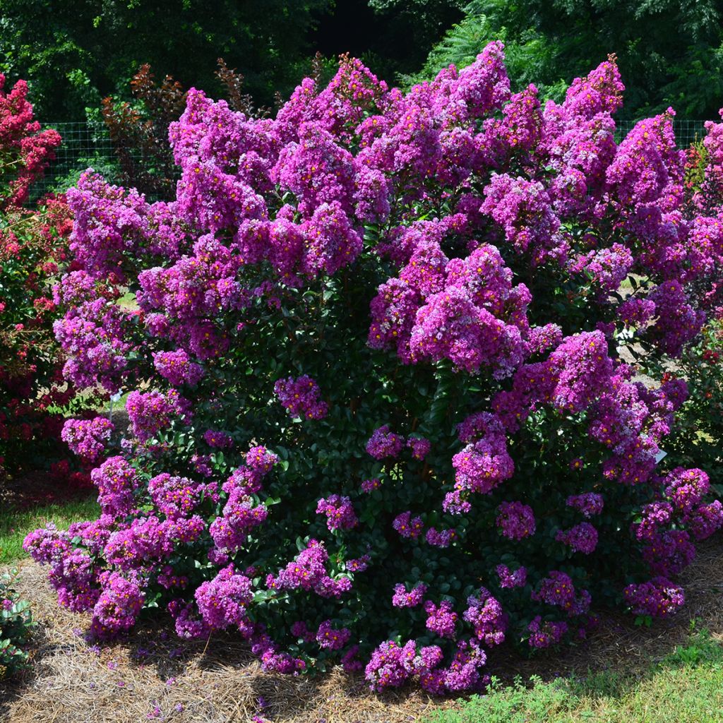 Árbol de Júpiter Purple Magic - Lagerstroemia indica