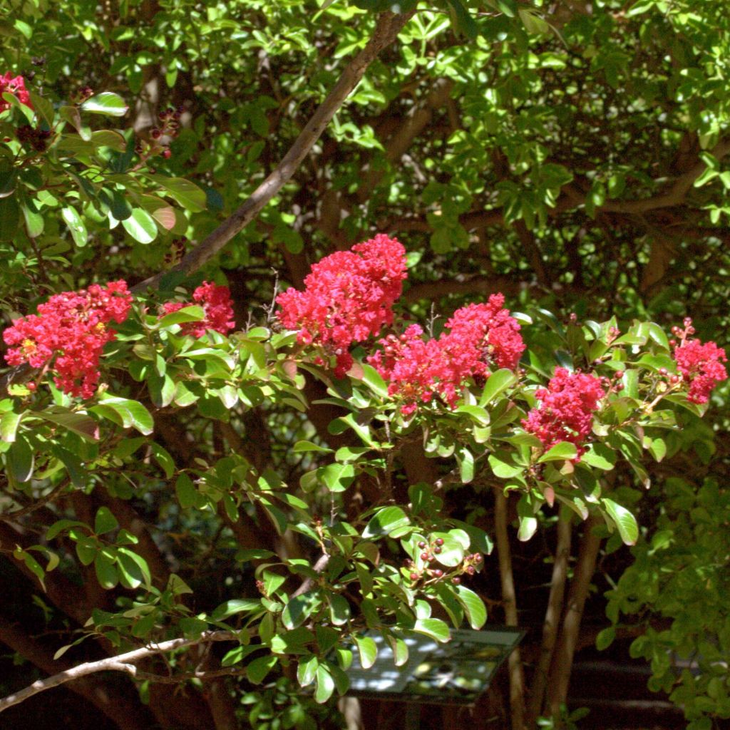 Árbol de Júpiter Red imperator - Lagerstroemia indica