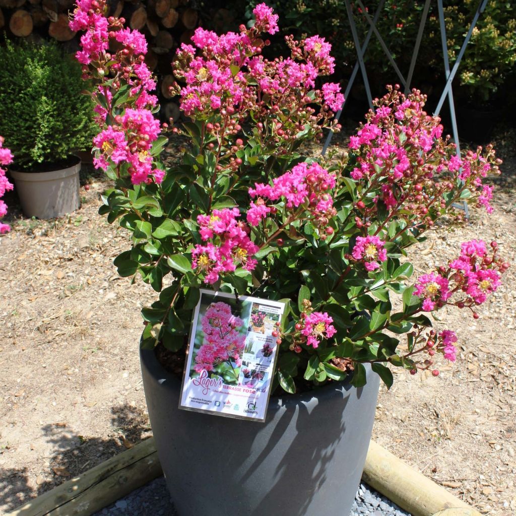 Árbol de Júpiter Terrasse Rose - Lagerstroemia indica