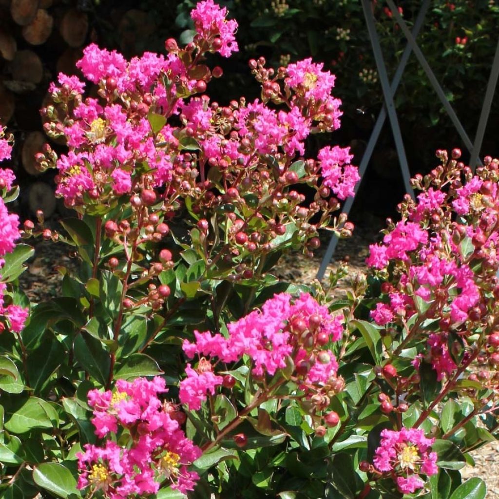 Árbol de Júpiter Terrasse Rose - Lagerstroemia indica