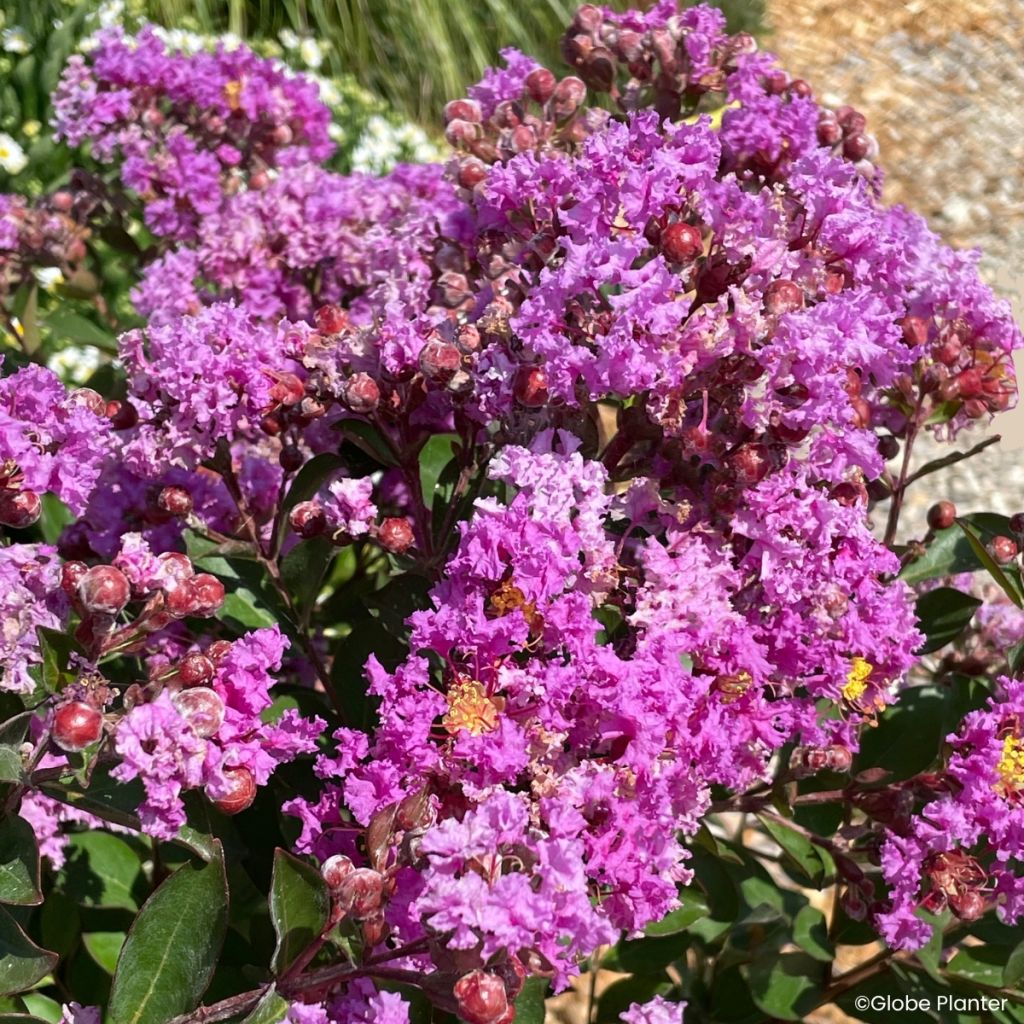 Lagerstroemia indica Gourmet Violetta - Árbol de Júpiter