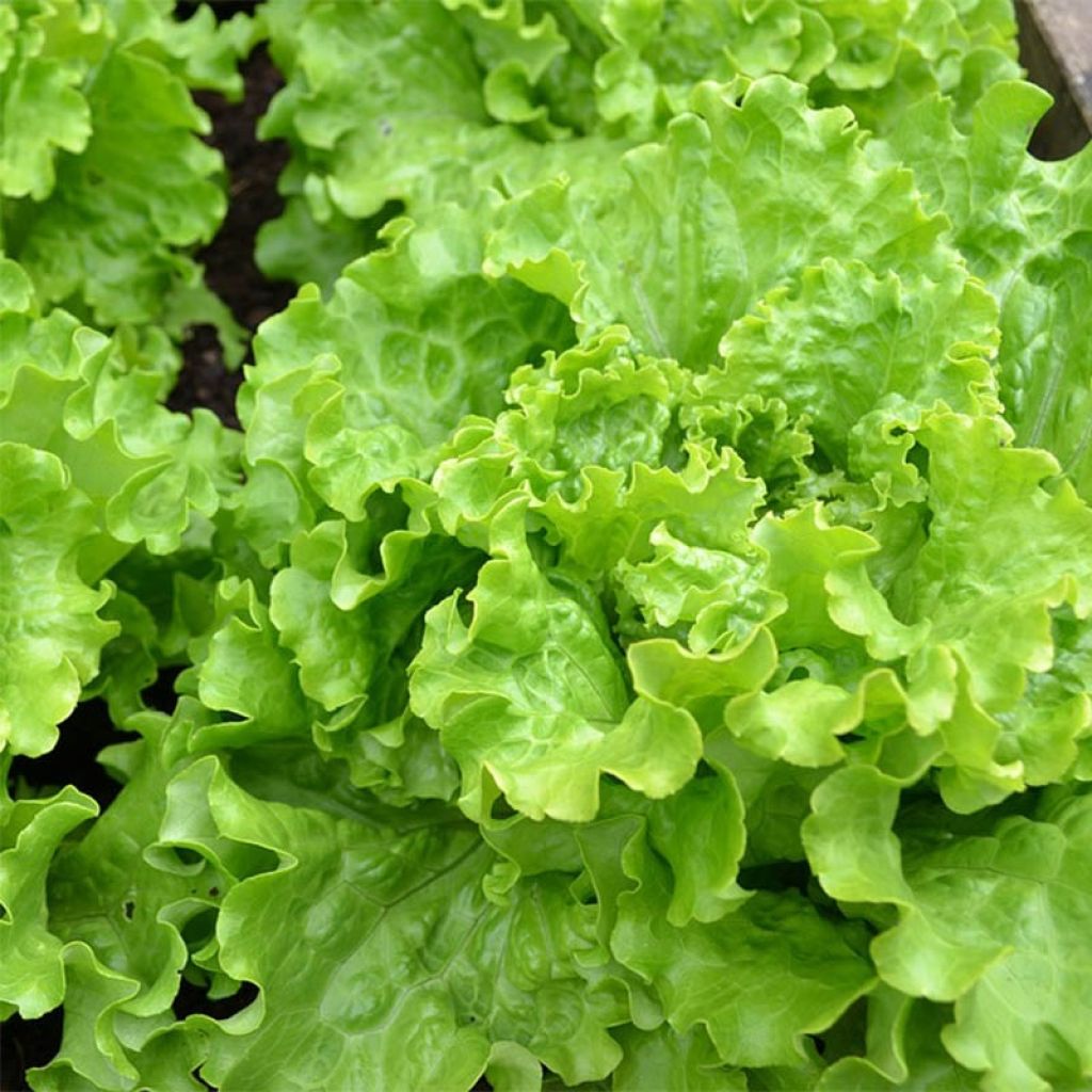Lechuga Batavia Florine (plantas)