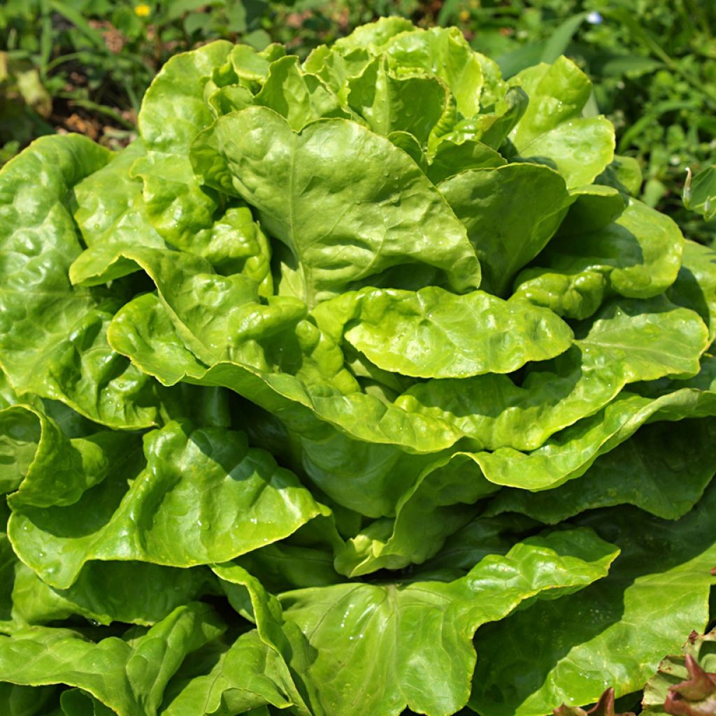 Lechuga Gotte Jaune