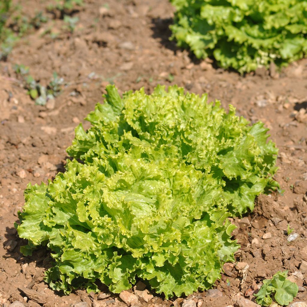 Lechuga Batavia Grazer Krauthäuptel 2