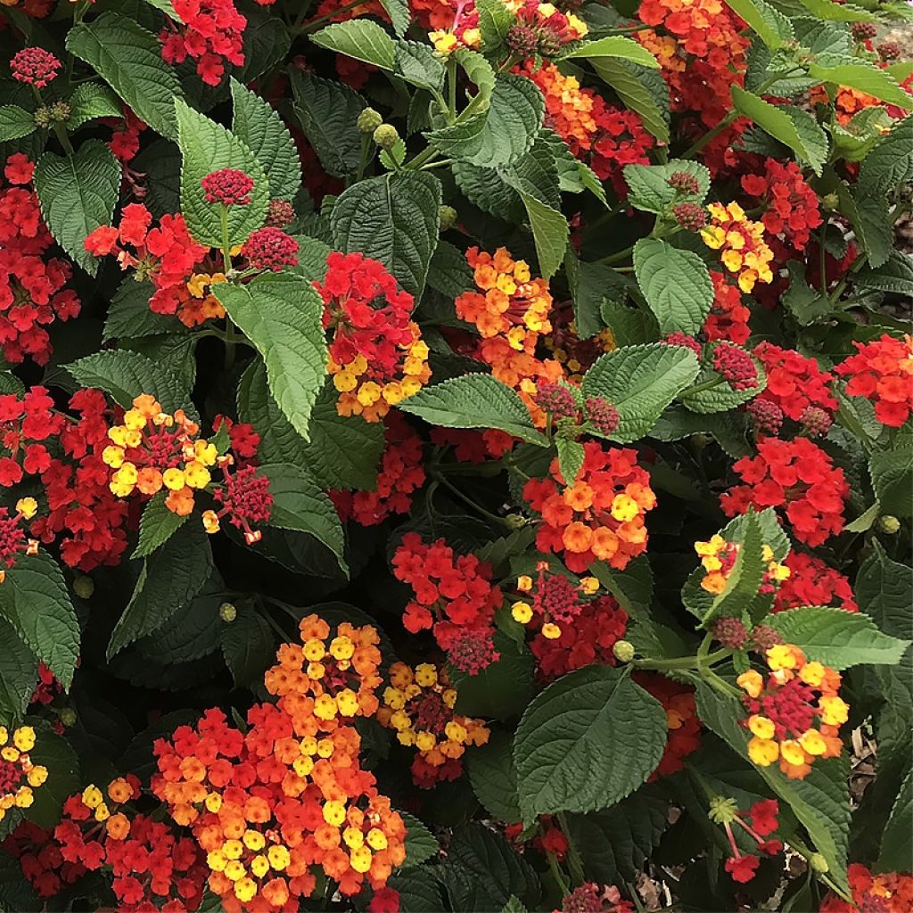 Lantana camara Bloomify Red