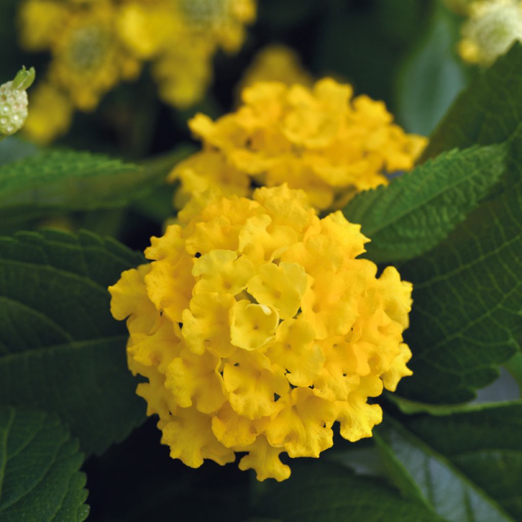 Lantana Lucky Yellow Improved