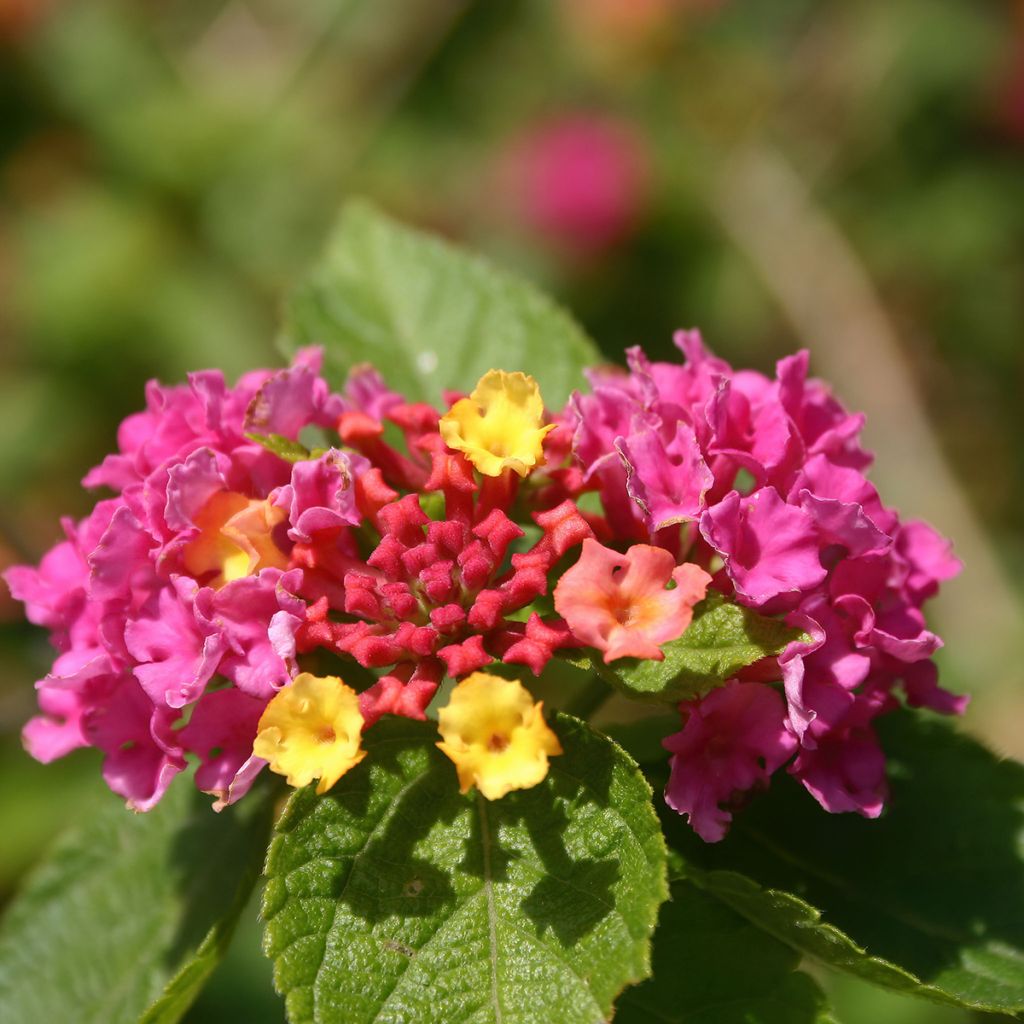 Lantana camara Gem Diva Pink